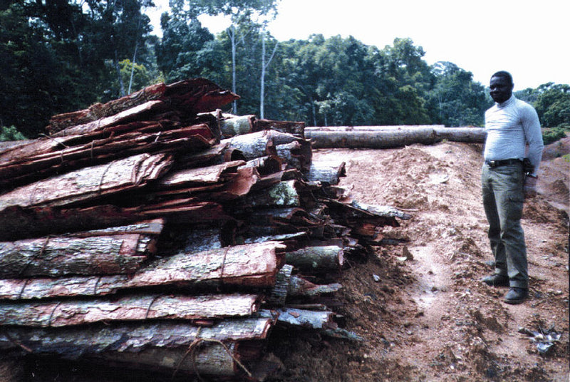 Yohimbe Bark